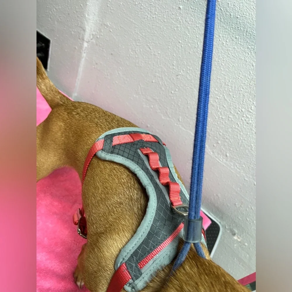 Adjustable Red Dog Harness